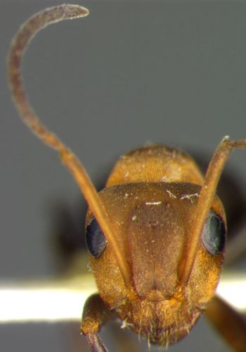 Media type: image; Entomology 34622   Aspect: head frontal view